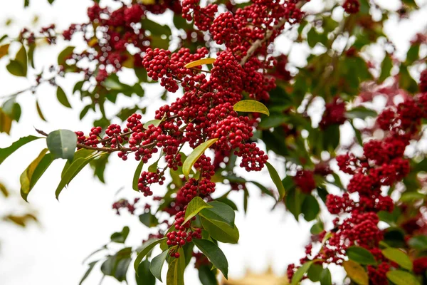 木の上の赤い明るい鉄のホリーフルーツ — ストック写真