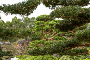 Güzel bir Japon bahçesinde bitkiler ve manzara