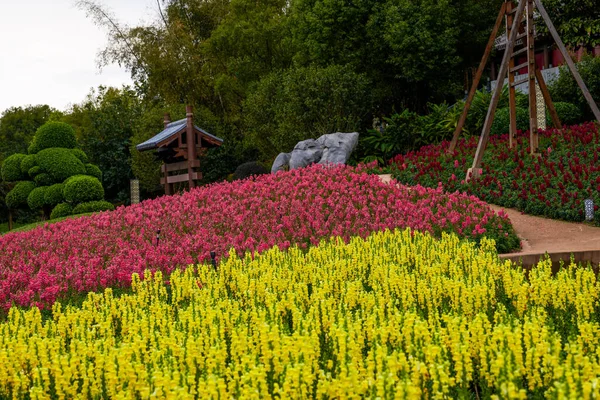 Champ Fleurs Snapdragon Plantées Dans Jardin — Photo