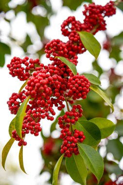 Ağaçtaki kırmızı parlak demir kutsal meyve