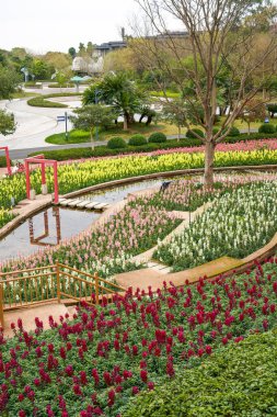 Bahçeye aslanağzı çiçekleri ekildi.