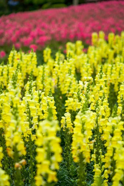 Pole Snapdragon Květin Zasazených Zahradě — Stock fotografie