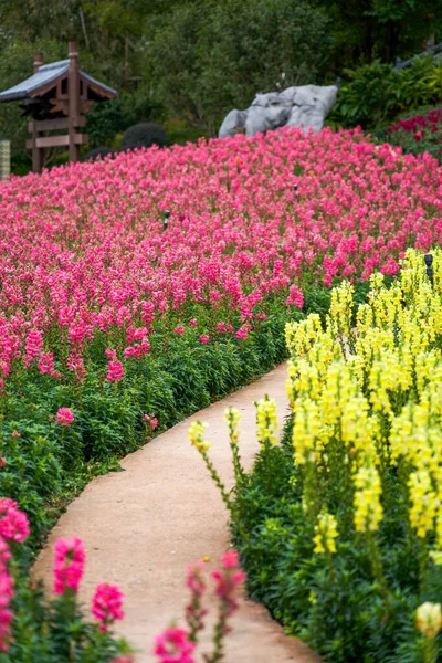 Field Snapdragon Flowers Planted Garden — Stock Photo, Image