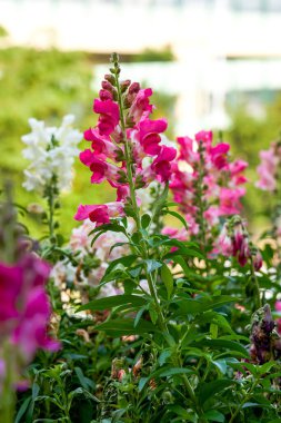 Bahçede çeşitli renklerde güzel çiçek açan aslanağzı denizi