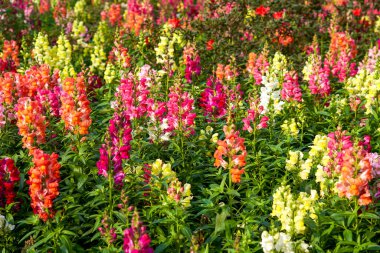 Bahçede çeşitli renklerde güzel çiçek açan aslanağzı denizi