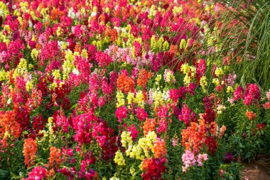 Bahçede çeşitli renklerde güzel çiçek açan aslanağzı denizi