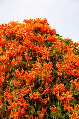 Bahçede çiçek açan güzel maytap çiçekleri