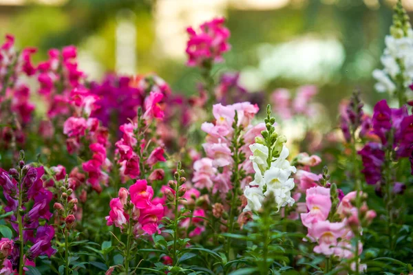 stock image Beautiful blooming sea of snapdragon flowers of various colors in the garden