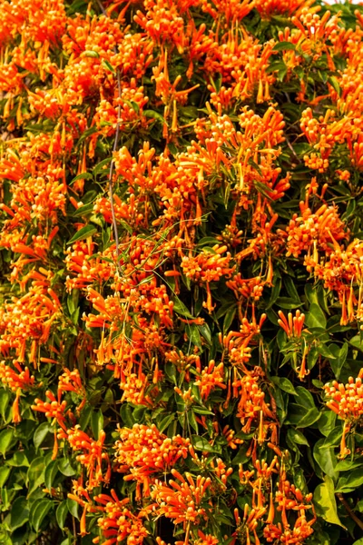 庭の美しい開花爆竹の花 — ストック写真