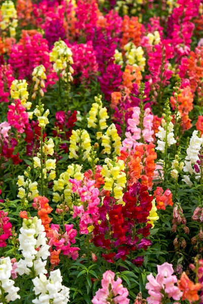 정원에 색깔의 스냅드래곤 아름다운 로열티 프리 스톡 이미지