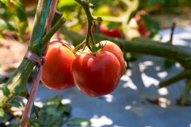 Domatesler çiftlikte yetişiyor.