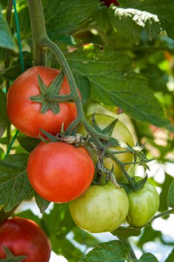 Domatesler çiftlikte yetişiyor.