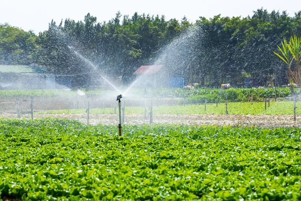 Automatiserat Bevattningssystem För Sprinkler Och Sprinklerhuvuden Utomhus Gården — Stockfoto