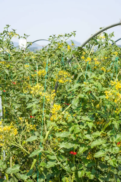 Tomaten Die Auf Dem Hof Freien Wachsen — Stockfoto