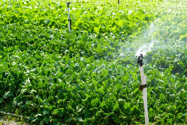 Sistema Automatizado Irrigação Por Aspersão Cabeças Aspersão Campo Agrícola Livre — Fotografia de Stock