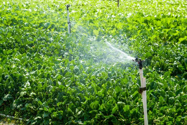 Sistema Automatico Irrigazione Sprinkler Teste Sprinkler Campo Agricolo All Aperto — Foto Stock