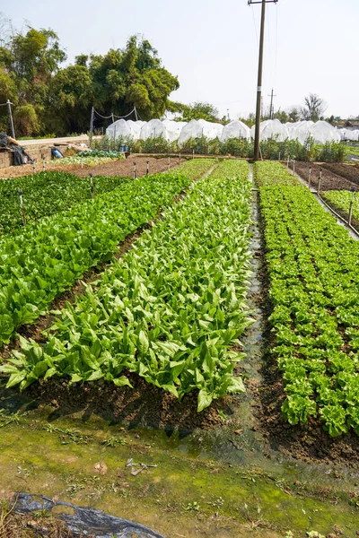 Açık Bir Çiftlikte Sebzeler Yetiştirilmiş — Stok fotoğraf
