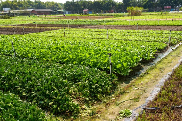 Grönsaker Som Odlas Lappar Gård Utomhus — Stockfoto