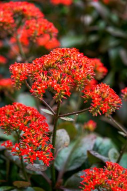 Bahçede yetişen yemyeşil Kalanchoe çiçekleri