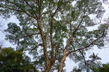 Orman parkında yetişen yaşlı ağaçlar