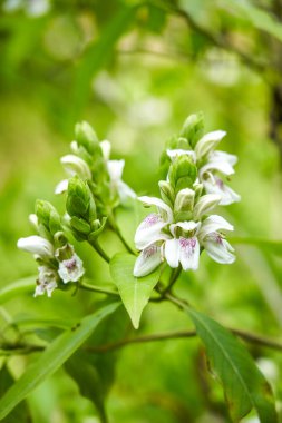 Bahçede açan yemyeşil ördek gagalı çiçekler.