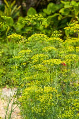 Bahçede yetişen yemyeşil dereotları.