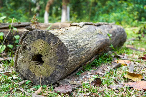 stock image A huge log abandoned in a forest park