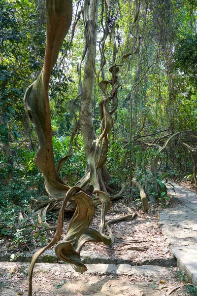 Oude Bomen Groeien Het Bos Park — Stockfoto