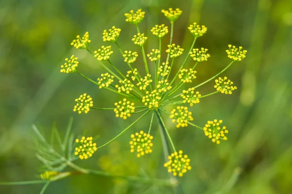 庭で成長する緑豊かな黄色のディルの花 — ストック写真