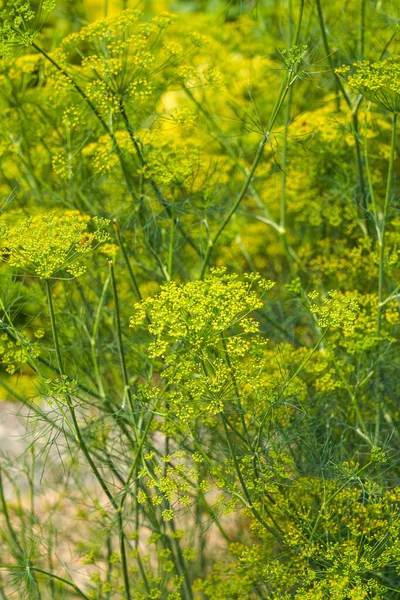 Пышные Цветущие Цветы Желтого Укропа Растут Саду — стоковое фото