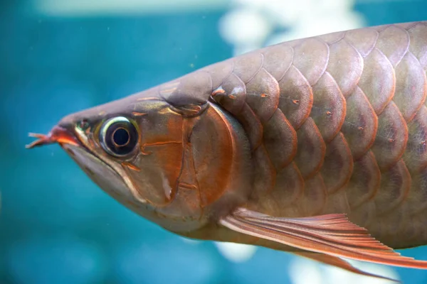 A pet ornamental fish in a fish tank, Arowana head close-up