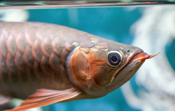 A pet ornamental fish in a fish tank, Arowana head close-up