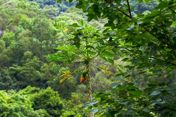 Nærbillede Papaya Træ Der Vokser Bjerg Udendørs - Stock-foto