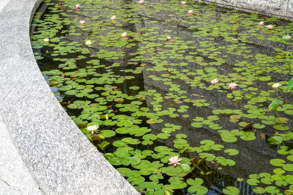Étang Lotus Planté Monastère Tsz Shan Hong Kong — Photo