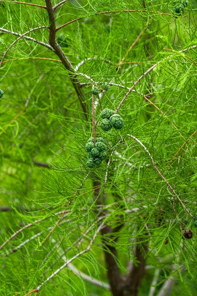 Unripe Pine Cones Growing Pine Tree Grown Outdoors — Stock Photo, Image