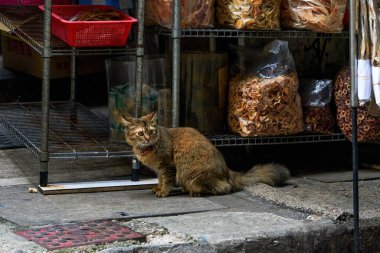 Hong Kong 'da bir sokak dükkanının önündeki sokak kedisini kapat.