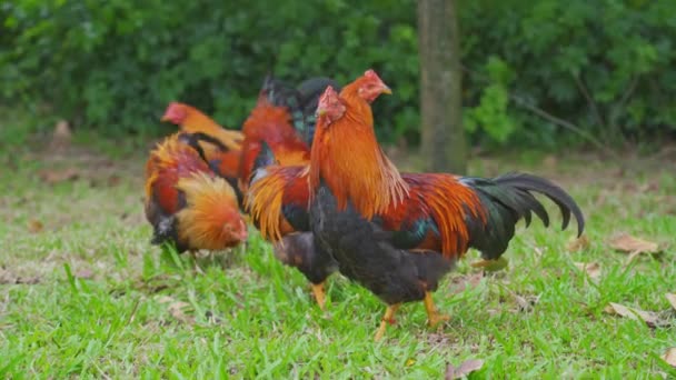 Курицы Петухи Сельской Местности — стоковое видео