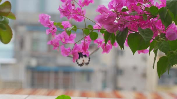 Van Egy Nagy Gyönyörű Pillangó Buja Virágzó Bougainvillea Virág — Stock videók