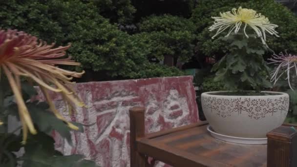 Blühende Chrysanthemen Topfpflanzen Bei Der Chrysanthemen Ausstellung Park — Stockvideo