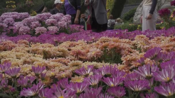 Chrysanthemum Kiállítás Qingxiu Mountain Nanning Guangxi Kína Hlg Anyag — Stock videók
