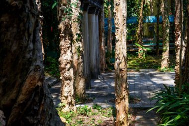 Orman parkında büyük bir çam ağacı var.