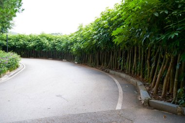 ağaçları ile çevrili köy yolunda