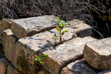 Kırsal kesimde tuğlalar yığılmış.