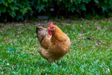 Kırsal alandaki büyük horozlara yakın çekim