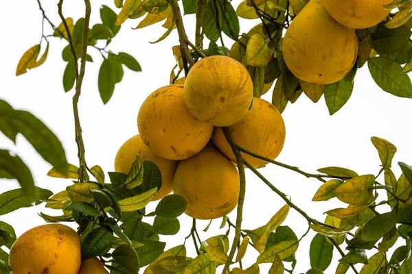 The grapefruit tree is full of ripe fruits grapefruit