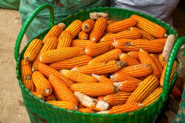 Bir sepet kurutulmuş mısır koçanı.