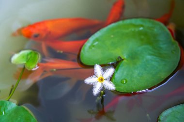 Geleneksel bir akvaryumda çiçek açan zambak çiçekleri ve koi sazanı.