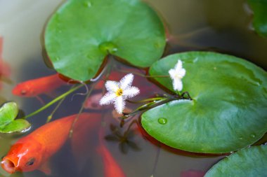Geleneksel bir akvaryumda çiçek açan zambak çiçekleri ve koi sazanı.