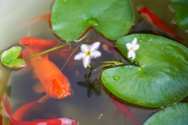 Geleneksel bir akvaryumda çiçek açan zambak çiçekleri ve koi sazanı.
