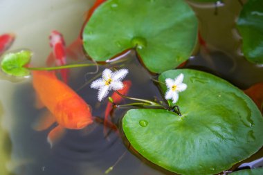Geleneksel bir akvaryumda çiçek açan zambak çiçekleri ve koi sazanı.